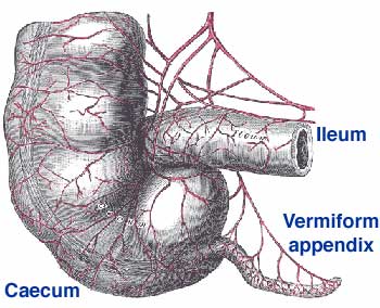 vermiform_appendix
